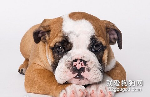 狗狗呕吐