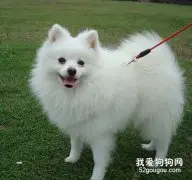 怎么让博美犬不感到孤独？