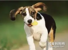 怎么给狗狗起名字？