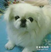 给狗狗美容的必备技巧