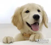 给狗狗保暖的方法