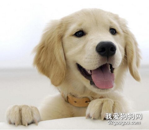 给狗狗保暖的办法