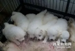 刚出生的萨摩耶幼犬怎么照顾？