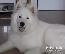 六个大月的犬该如何喂养？