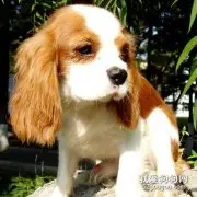 怎么选择查理王小猎犬？