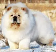 狗狗参加美容比赛的注意事项