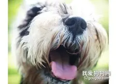怎么去除狗嘴边发黄的毛毛？