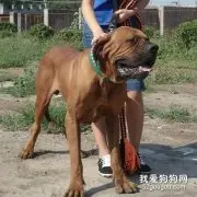 韩国杜莎犬介绍