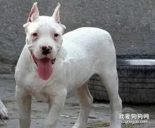 杜高犬挑食怎么办好?