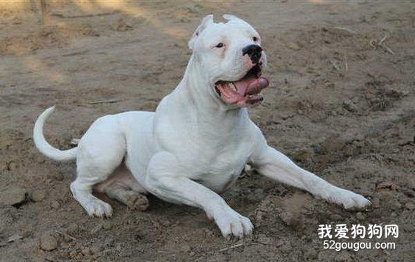 杜高犬