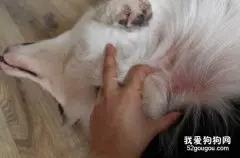 边境牧羊犬得了湿疹怎么办?