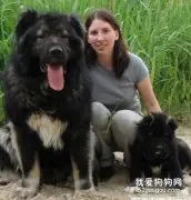 高加索犬的介绍