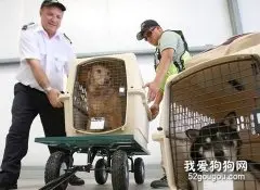 带宠物入境需要什么手续？
