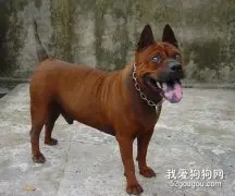 重庆犬介绍