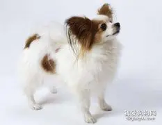 什么时候训练蝴蝶犬最好?