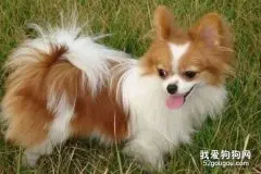 蝴蝶犬美容的方法和技巧有哪些?