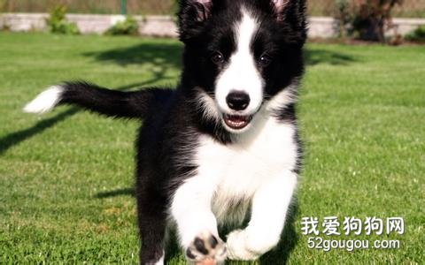 如今国内八大热点狗狗品种