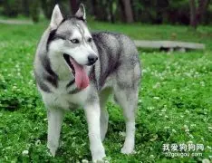 哈士奇的饮食禁忌有哪些?