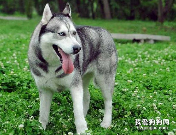 哈士奇的饮食忌讳有什么?