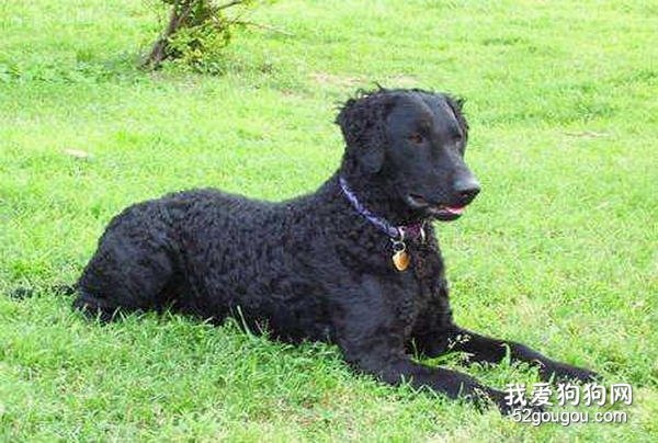 卷毛寻回猎犬的品种介绍