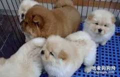 给松狮犬喂食要注意什么