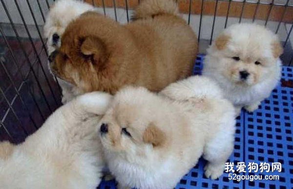 给松狮犬喂食应该注意什么