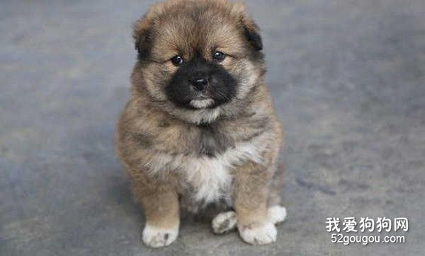 松狮犬的性格特点怎么样?