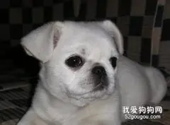 狗狗厌食消瘦如何办?