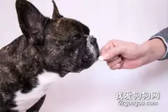 狗驱虫后有什么反应？给狗体内驱虫会有什么副作用吗？