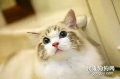 猫皮癣怎么治疗，猫皮癣怎么解决?