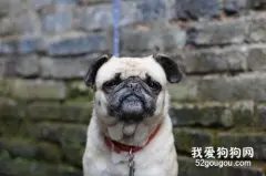 沙皮犬的关节炎要注意什么?