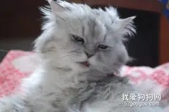 波斯猫多大大量换毛，波斯猫什么时候换毛?