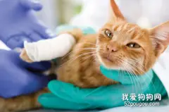 如何区别猫鼻支和猫感冒?