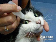幼猫得了猫鼻支用什么药？