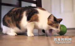 猫咪呕吐没消化的猫粮和黄水怎么办？