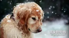 金毛幼犬换狗粮后拉稀怎么办?