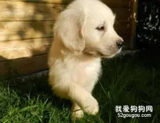 金毛幼犬拉稀不吃东西怎么办?
