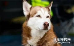 狗狗拉稀为什么要禁食禁水?