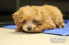 小狗拉水样大便,喷射怎么办?