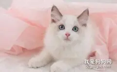 猫咪感冒怎么办，猫咪感冒需要多喝热水吗?