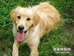 金毛犬老是反复尿血，金毛尿血要去医院吗?