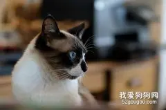 猫咪身上有伤口怎么处理?