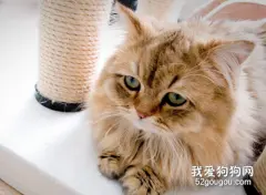 怎么减轻猫闹春，什么办法缓解猫闹春?