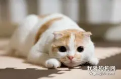 猫咪嘴巴溃疡怎么办？