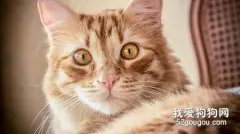 猫耳朵脏和耳螨的区别，猫咪耳朵脏就是耳螨么?