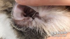 猫咪耳螨难治疗吗?