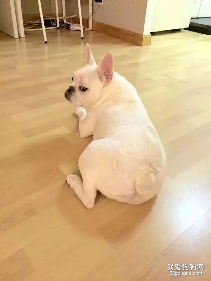 这只法斗每天和猪玩，最后，真把自己当猪了