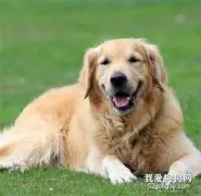 狗狗感冒多久可以自愈？