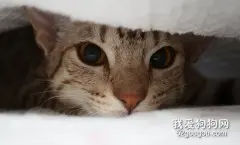 小猫全身猫藓需要剃毛吗?