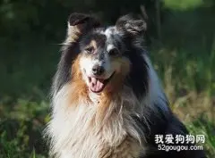牧羊犬为什么会掉毛,牧羊犬掉毛怎么处理？